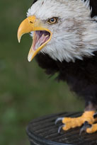 Vogelfestival
